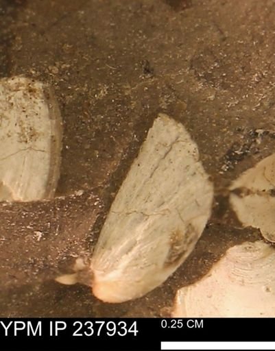 Limopsis striatopunctatus