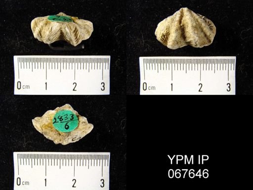 Delthyris perlamellosa