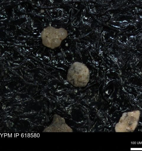 undet. Foraminiferida