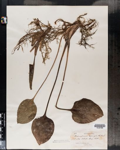 Limnobium spongia