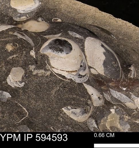 Protocardia sp.