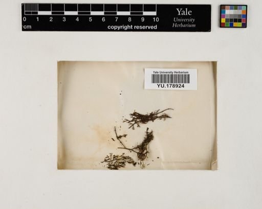 Plantae