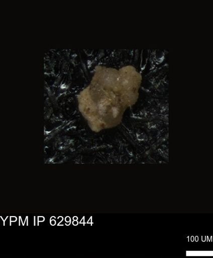 undet. Foraminiferida