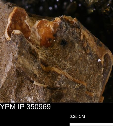 undet. Mollusca