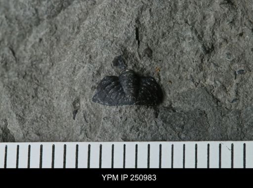 undet. Phacopidae