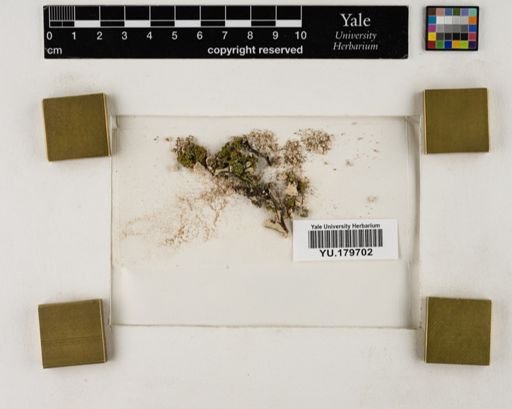 Plantae