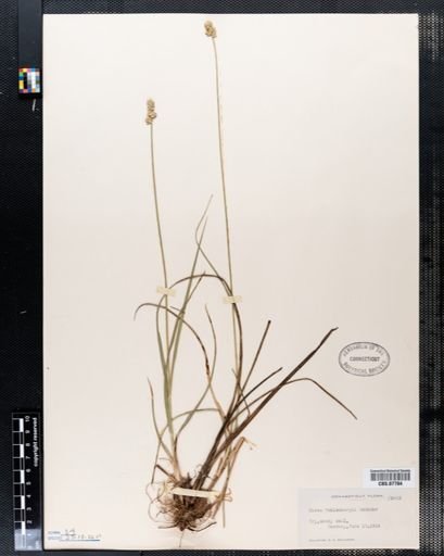 Carex muehlenbergii