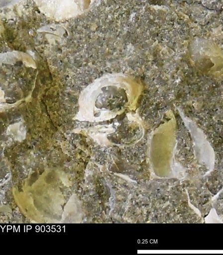Corbulamella sp.