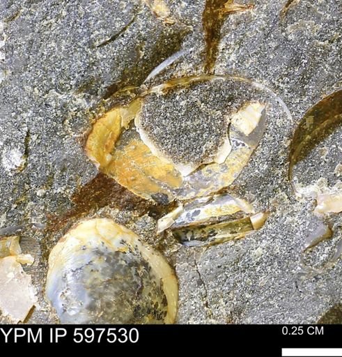 undet. Bivalvia