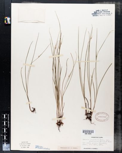 Scleria pauciflora