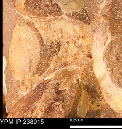 Protocardia subquadrata