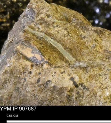 undet. Bivalvia