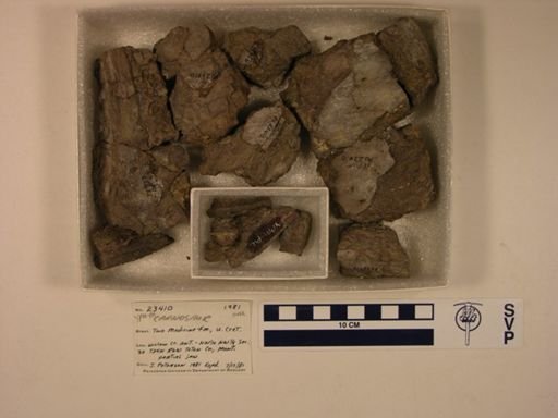 Carnosauria