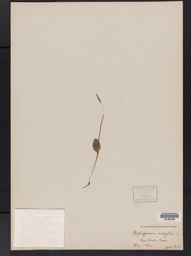 Ophioglossum vulgatum