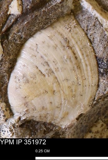 Limopsis striatopunctatus
