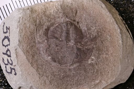 Euproops danae