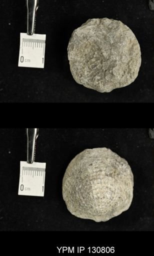 Spinatrypa spinosa
