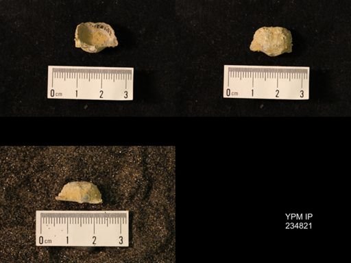 Marginifera wabashensis var. armata