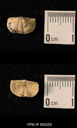 Mesolobus mesolobus decipiens