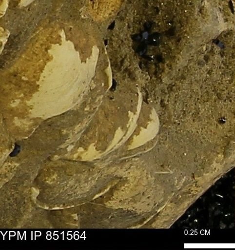 Limopsis striatopunctatus
