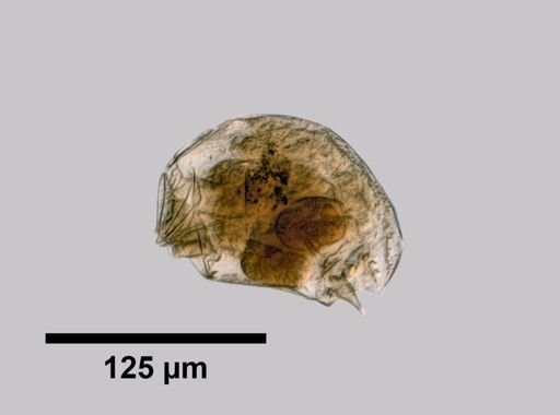 Cephalodella wiszniewskii