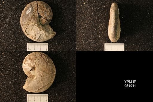 Hoploscaphites nicolletii