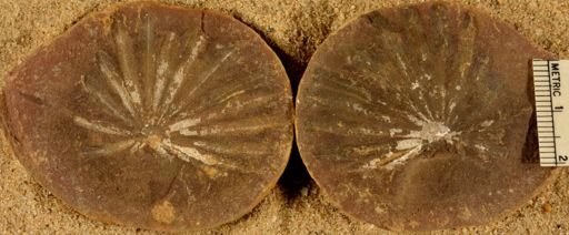 Annularia