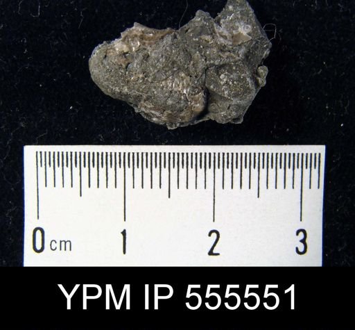 Marginifera splendens