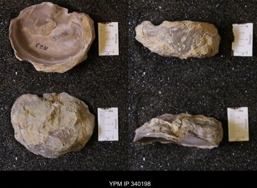 Exogyra texana