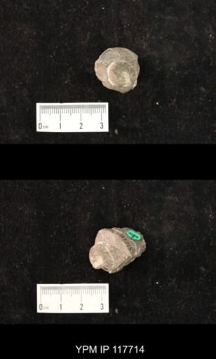 Lophospira perangulata