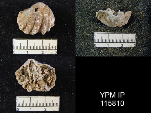 Enteletes wordensis