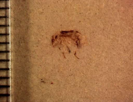 undet. Auchenorrhyncha