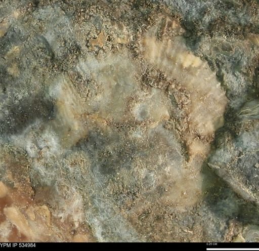 Oxytoma (Hypoxytoma) nebrascana