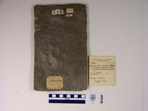 Anchisauripus sillimani