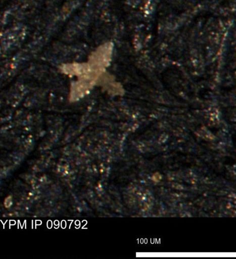 undet. Porifera