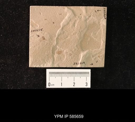 undet. Hymenoptera