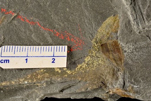 Eddya sullivanensis