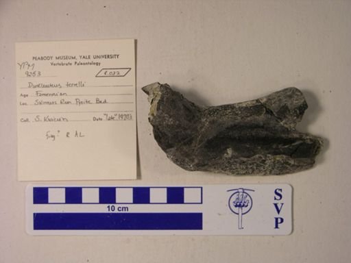 Dunkleosteus terrelli