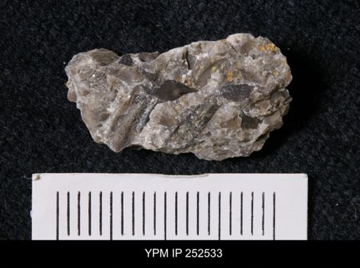 undet. Trilobita