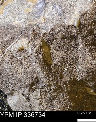 undet. Mollusca
