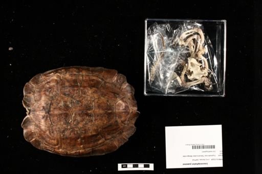 Leucocephalon yuwonoi