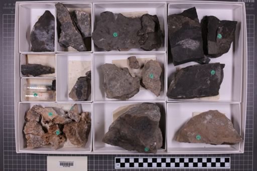 mixed taxa, stratigraphic collection