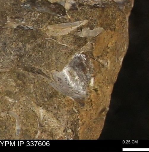 undet. Bivalvia