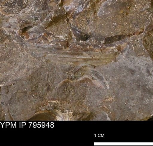 undet. Mollusca
