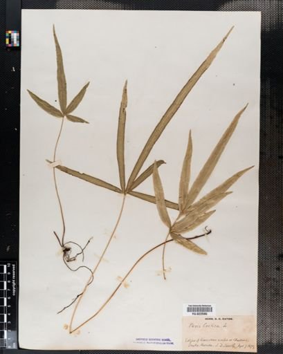 Pteris