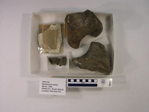 Barosaurus affinis