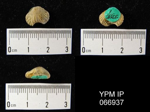 Camarotoechia contracta