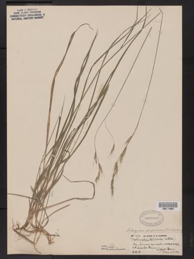Schizachne purpurascens