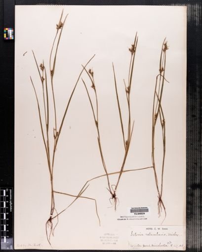 Scleria reticularis