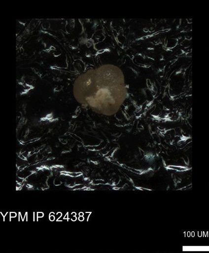 undet. Foraminiferida